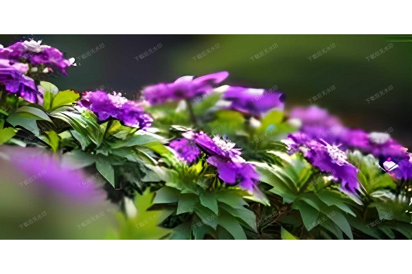 武汉桑拿夜网,畅享江城夜生活新体验 武汉桑拿夜网,畅享江城夜生活新体验